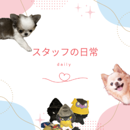 スタッフの日常🐶💞