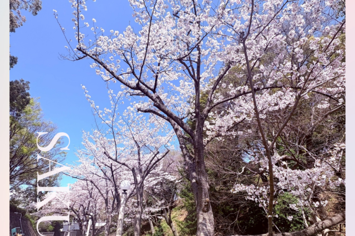 お花見🌸