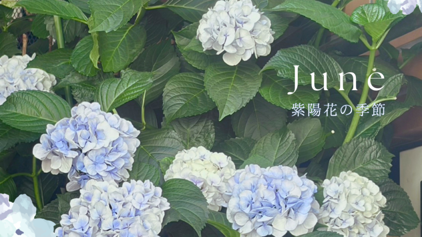 梅雨の季節☔ 梅雨の季節☔